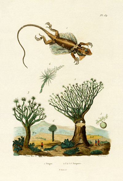 Fliegender Drache von French School
